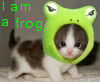 catmid